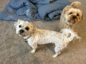 pet vacum 8.jpg