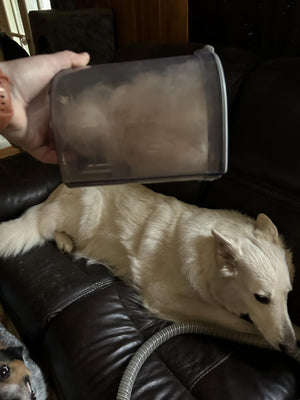 pet vacum 9.jpg