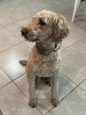 pet vacum rew 3.jpg