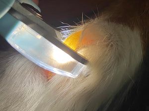 slika za revue 8.jpg